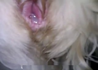 Stimulating creamy anal crevice of my trained milky dog